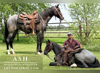 Fox trotter de Missouri, Yegua, 4 años, 147 cm, Ruano azulado