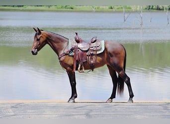 Fox trotter de Missouri, Yegua, 4 años, 152 cm, Castaño rojizo