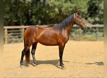 Fox trotter de Missouri, Yegua, 4 años, 152 cm, Castaño rojizo