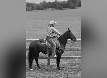 Fox trotter de Missouri, Yegua, 4 años, 152 cm, Castaño rojizo