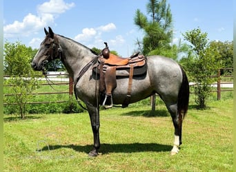 Fox trotter de Missouri, Yegua, 4 años, 152 cm, Ruano azulado