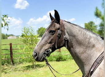 Fox trotter de Missouri, Yegua, 4 años, 152 cm, Ruano azulado