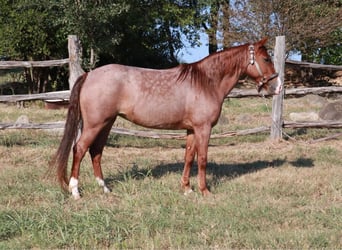 Fox trotter de Missouri, Yegua, 4 años, Ruano alazán