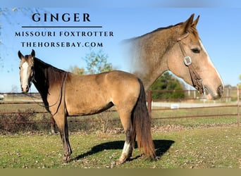 Fox trotter de Missouri, Yegua, 5 años, 152 cm, Buckskin/Bayo