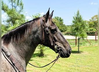 Fox trotter de Missouri, Yegua, 5 años, 152 cm, Ruano azulado