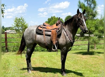 Fox trotter de Missouri, Yegua, 5 años, 152 cm, Ruano azulado