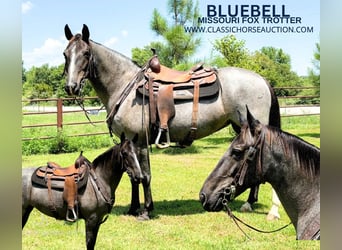 Fox trotter de Missouri, Yegua, 5 años, 152 cm, Ruano azulado