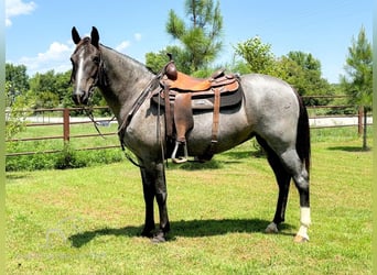 Fox trotter de Missouri, Yegua, 5 años, 152 cm, Ruano azulado