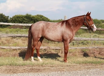 Fox trotter de Missouri, Yegua, 5 años, Ruano alazán