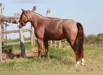 Fox trotter de Missouri, Yegua, 5 años, Ruano alazán