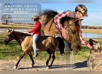 Fox trotter de Missouri, Yegua, 6 años, Grullo