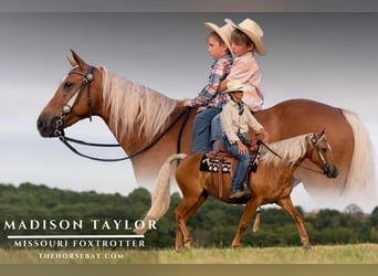 Fox trotter de Missouri, Yegua, 7 años, 147 cm, Palomino