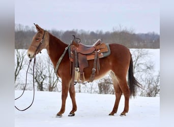 Fox trotter de Missouri, Yegua, 8 años, 142 cm, Alazán-tostado