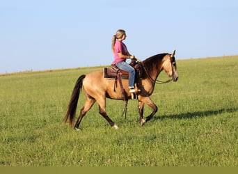Fox trotter de Missouri, Yegua, 8 años, 150 cm, Buckskin/Bayo