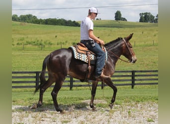 Fox trotter de Missouri, Yegua, 8 años, 150 cm, Castaño oscuro