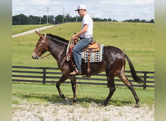 Fox trotter de Missouri, Yegua, 8 años, 150 cm, Castaño oscuro