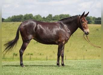 Fox trotter de Missouri, Yegua, 8 años, 150 cm, Castaño oscuro