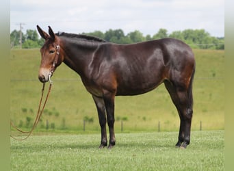 Fox trotter de Missouri, Yegua, 8 años, Castaño rojizo