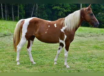 Fox trotter de Missouri, Yegua, 9 años, 152 cm, Alazán rojizo