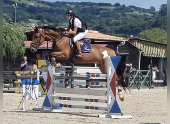 Francés de silla (Selle francais), Caballo castrado, 10 años, 165 cm, Castaño