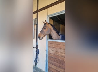 Francés de silla (Selle francais), Caballo castrado, 10 años, 165 cm, Castaño