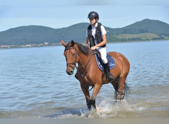 Francés de silla (Selle francais), Caballo castrado, 10 años, 165 cm, Castaño