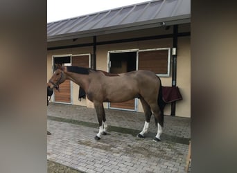 Francés de silla (Selle francais), Caballo castrado, 10 años, 165 cm, Castaño