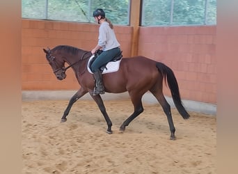 Francés de silla (Selle francais), Caballo castrado, 10 años, 168 cm, Castaño