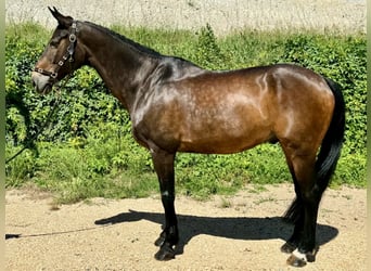 Francés de silla (Selle francais), Caballo castrado, 10 años, 170 cm, Castaño