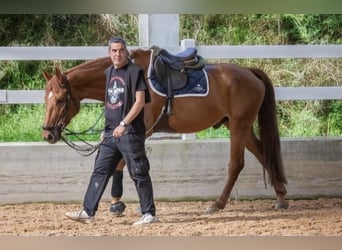 Francés de silla (Selle francais), Caballo castrado, 10 años, 172 cm, Castaño rojizo