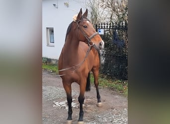 Francés de silla (Selle francais), Caballo castrado, 10 años, 173 cm, Castaño