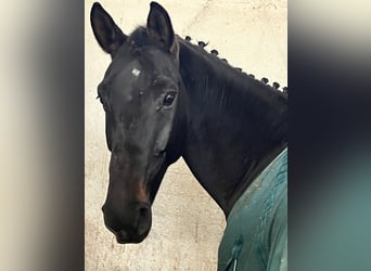 Francés de silla (Selle francais), Caballo castrado, 10 años, 173 cm, Castaño oscuro