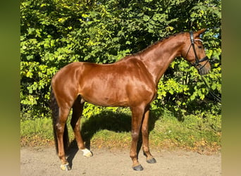 Francés de silla (Selle francais), Caballo castrado, 10 años, 175 cm, Alazán-tostado