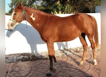 Francés de silla (Selle francais) Mestizo, Caballo castrado, 11 años, 152 cm, Alazán-tostado