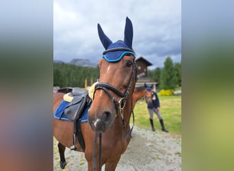 Francés de silla (Selle francais), Caballo castrado, 11 años, 163 cm, Castaño