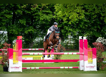 Francés de silla (Selle francais), Caballo castrado, 11 años, 163 cm, Castaño