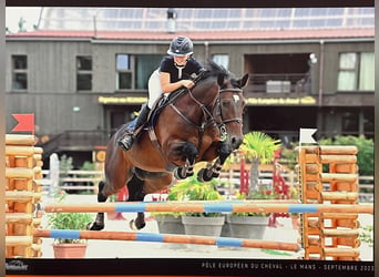 Francés de silla (Selle francais), Caballo castrado, 11 años, 167 cm, Castaño oscuro