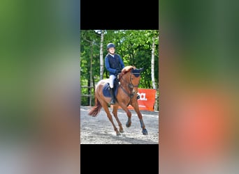 Francés de silla (Selle francais), Caballo castrado, 12 años, 147 cm, Alazán