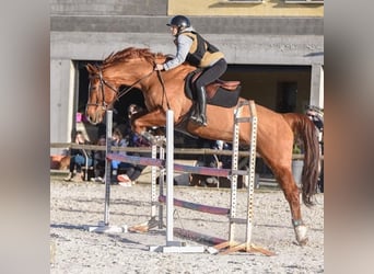 Francés de silla (Selle francais), Caballo castrado, 12 años, 174 cm, Alazán