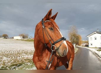 Francés de silla (Selle francais), Caballo castrado, 12 años, 175 cm, Alazán