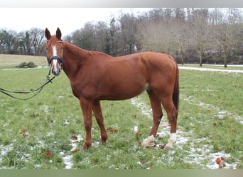 Francés de silla (Selle francais), Caballo castrado, 12 años, 175 cm, Alazán