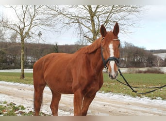 Francés de silla (Selle francais), Caballo castrado, 12 años, 175 cm, Alazán