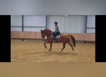 Francés de silla (Selle francais), Caballo castrado, 12 años, 175 cm, Alazán