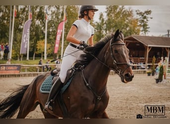 Francés de silla (Selle francais) Mestizo, Caballo castrado, 12 años, 175 cm, Castaño oscuro