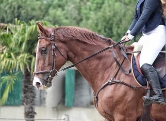 Francés de silla (Selle francais), Caballo castrado, 12 años, 180 cm, Alazán-tostado