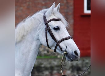 Francés de silla (Selle francais), Caballo castrado, 13 años, 139 cm, White/Blanco