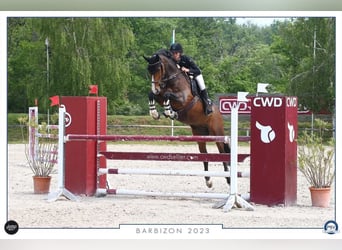 Francés de silla (Selle francais), Caballo castrado, 13 años, 160 cm, Castaño