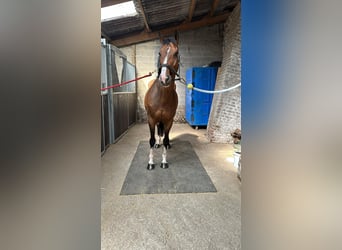 Francés de silla (Selle francais), Caballo castrado, 13 años, 160 cm, Castaño