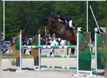 Francés de silla (Selle francais), Caballo castrado, 13 años, 160 cm, Castaño