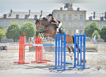 Francés de silla (Selle francais), Caballo castrado, 13 años, 160 cm, Castaño